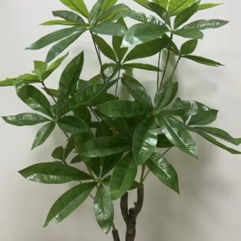 Vestacko DRVO PAHIRA 115cm - Dekorativno drvo